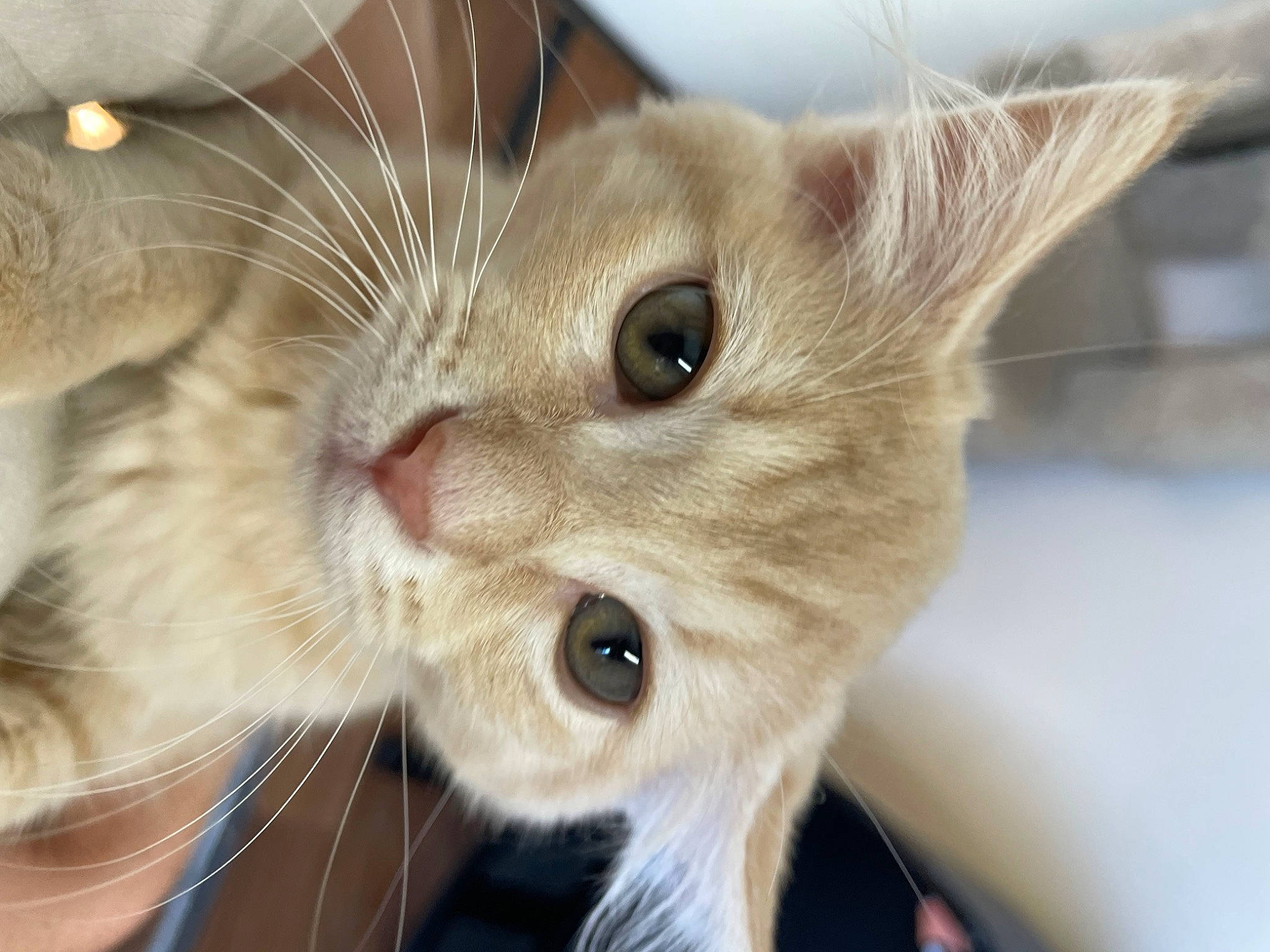 Kenny joined the competition — help win amazing prizes! carnivore, cat, claw, close_up, collar, comfort, curious, domestic_short_haired_cat, ear, eyelash, fawn, felidae, fur, paw, pet_supply, small_to_medium_sized_cats, snout, whiskers