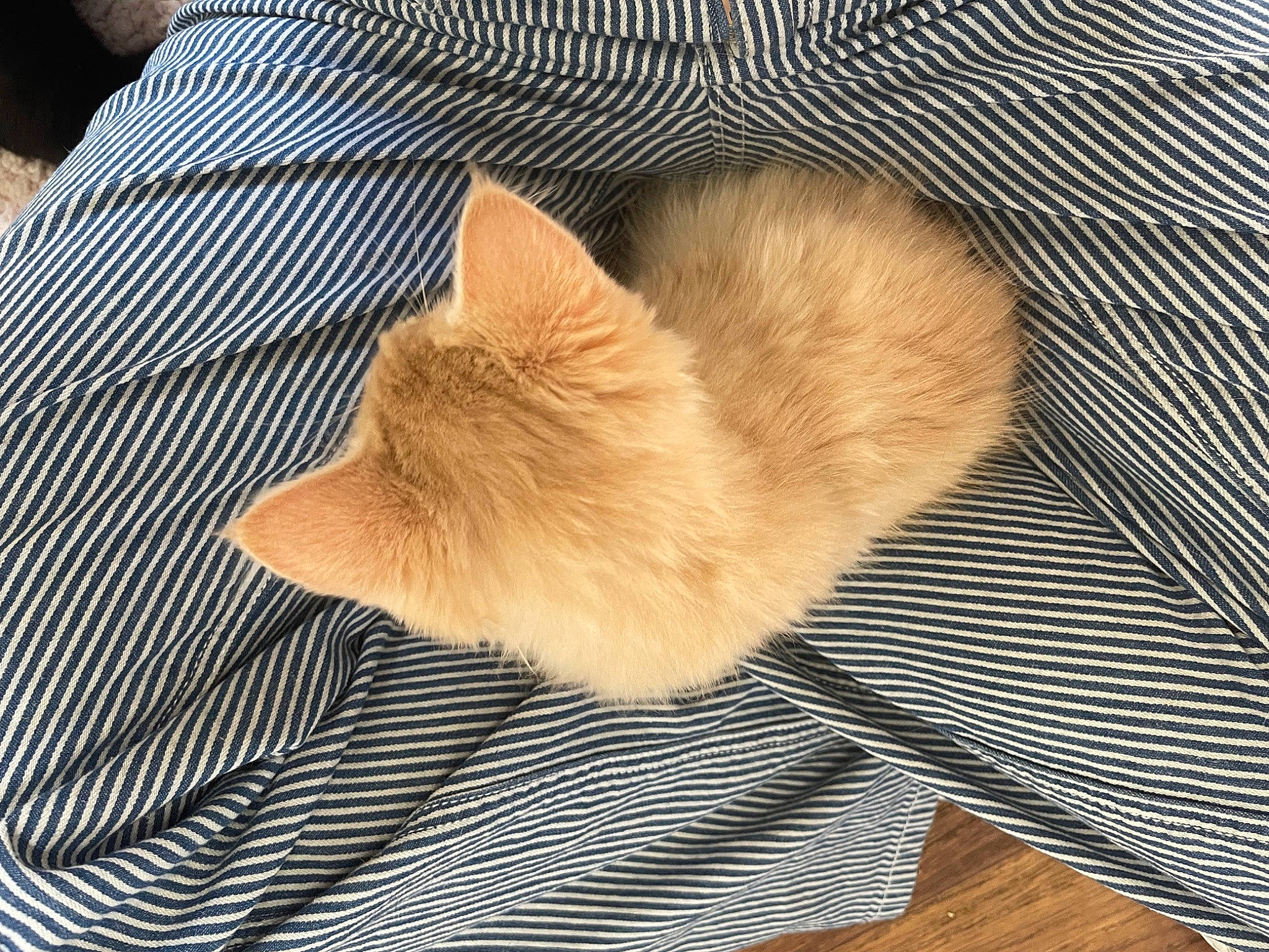 Kenny is registered to the contest to win money with this photo: carnivore, cat, comfort, fawn, felidae, fur, hardwood, linens, nap, pattern, sleep, small_to_medium_sized_cats, tail, whiskers, wood