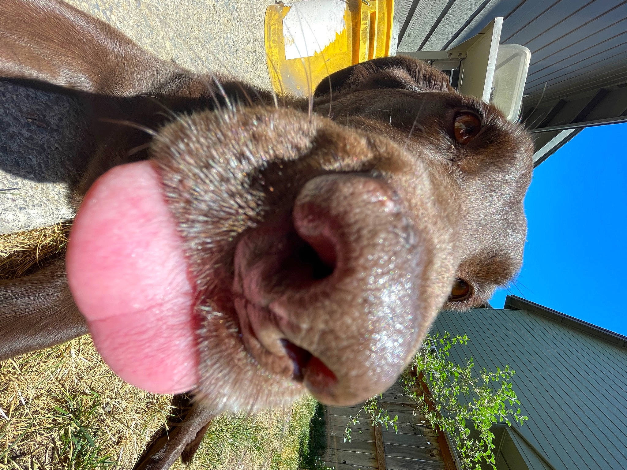 Gus is registered to the contest to win money with this photo: canidae, dog_breed, ear, fawn, fur, goat, goats, grass, liver, livestock, plant, snout, sporting_group, whiskers, working_animal, wrinkle