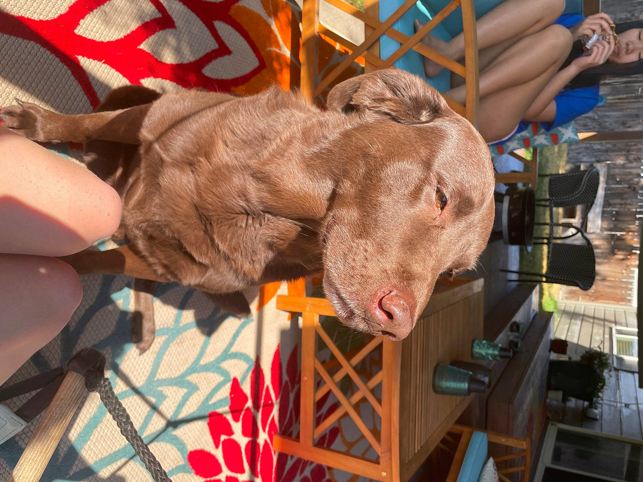 Gus joined the competition — help win amazing prizes! art, canidae, carnivore, chainsaw_carving, costume, dog_breed, elephant, fawn, fun, fur, guard_dog, hat, personal_protective_equipment, snout, sporting_group, stuffed_toy, toy, weimaraner, wood, working_animal