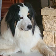 Teddy a rejoint le concours — aidez-le/la à gagner de superbes lots ! dog, animal, pet, indoor, fluffy, black_and_white, fur, laying_down, tile_floor, carpet_edge, stone_structure, calm, portrait, domestic, canine, resting, side_view, large_dog, quiet, companion