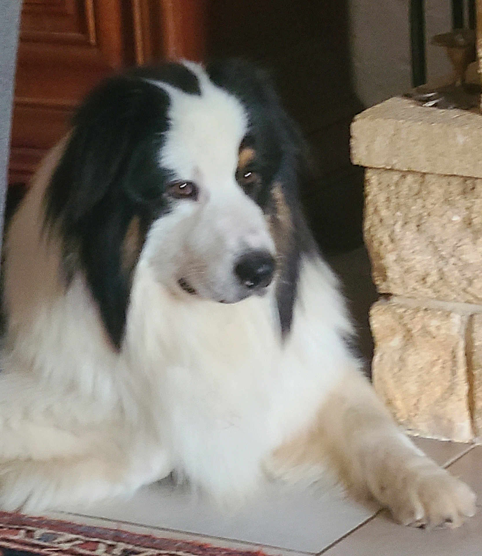Teddy