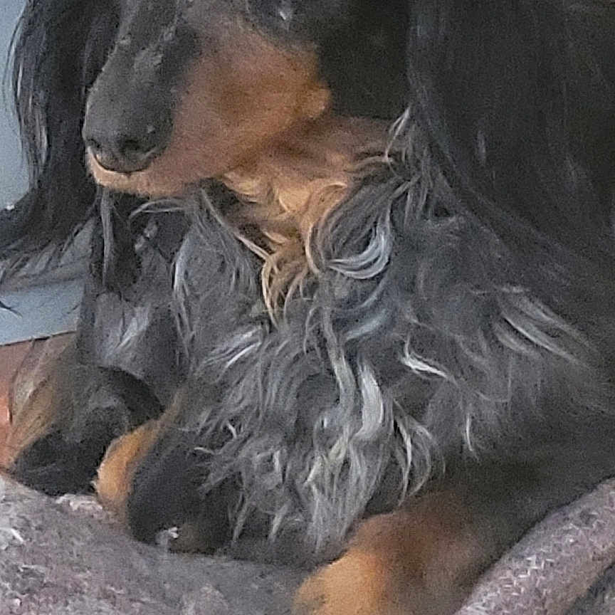 Leixo a rejoint le concours — aidez-le/la à gagner de superbes lots ! animal, bathing, blanket, canine, cockerspaniel, couch, cushion, dog, dogbed, furniture, homedecor, hound, papillon, person, pet, puppy, slate, sleeping, snout, terrier