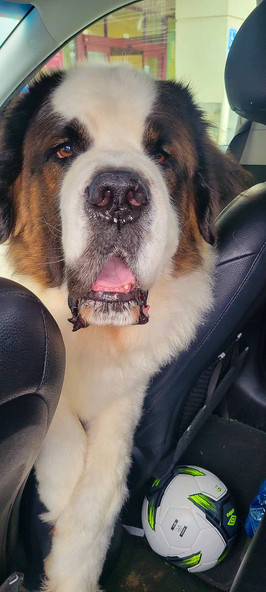 Bentley is registered to the contest to win money with this photo: canidae, carnivore, collar, companion_dog, dog, dog_breed, dog_collar, fang, fawn, fur, giant_dog_breed, paw, photography, plant, snout, sporting_group, whiskers, windshield, working_animal, working_dog
