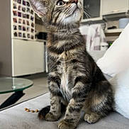 Nala participe au concours pour gagner de l'argent avec cette photo : cat, kitten, tabby, pet, indoor, living_room, couch, paws, whiskers, eyes, portrait, sitting, close_up, cozy, kibble, glass_table, kitchen, photo_wall, pillow, fur