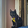 cat, kitten, black_cat, pet, indoor, window, harness, curious, cushion, furniture, domestic_animal, young_cat, sitting, looking, feline, animal, cute, portrait, home, natural_light