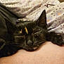 kitten, cat, sleeping, close_up, tortoiseshell, pet, feline, animal, cozy, resting, paw, fur, whiskers, indoor, bed, blanket, human_arm, comfort, cute, peaceful
