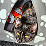 Kittifer is registered to the contest to win money with this photo: cat, tortoiseshell, pet, animal, cozy, cat_cave, gray, paw_prints, clothing, clownfish_pattern, indoor, feline, curious, closeup, fur, whiskers, ears, eyes, resting, cute