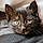 Kittifer