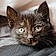 Kittifer