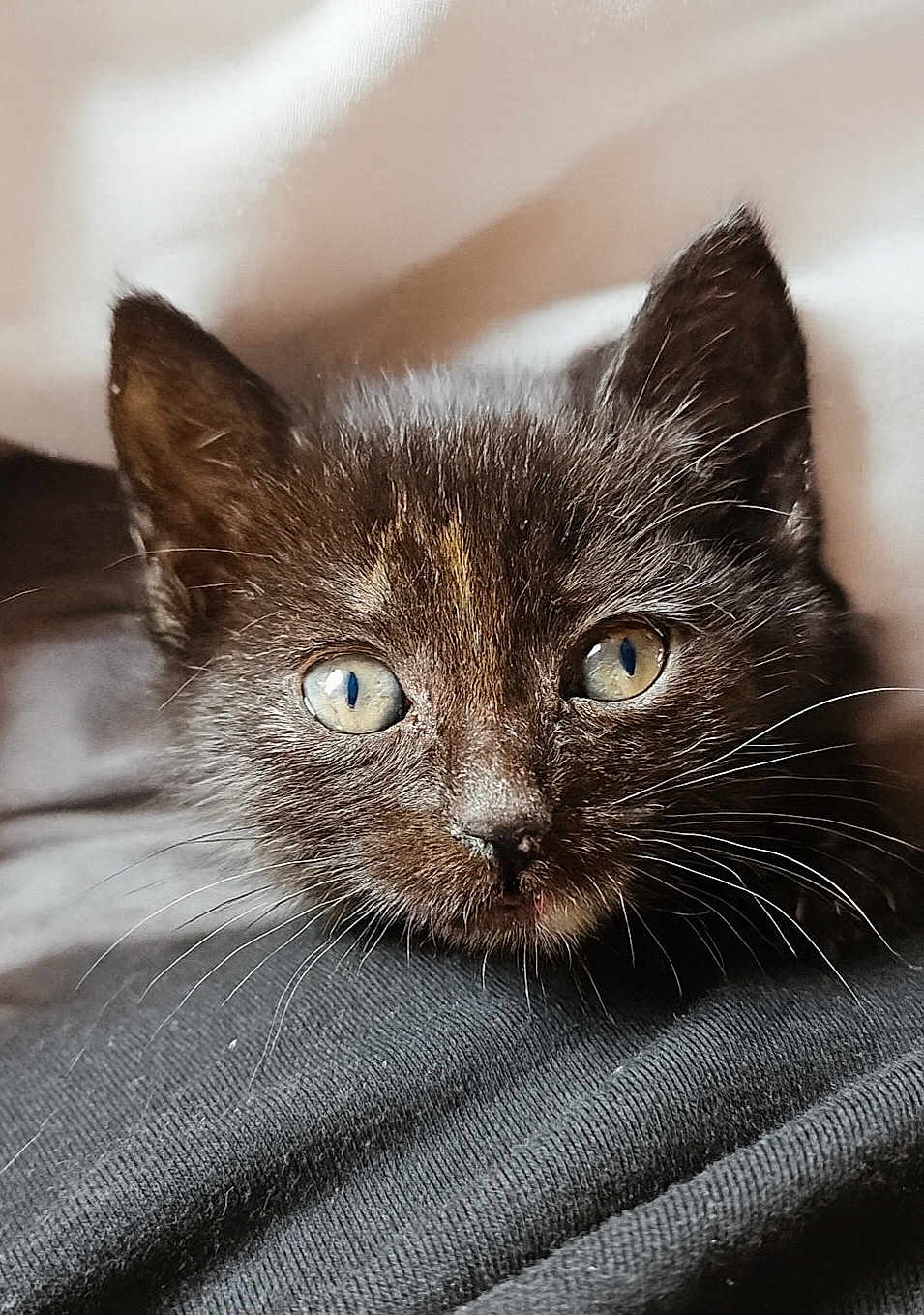 Kittifer joined the competition — help win amazing prizes! kitten, cat, animal, pet, close_up, black_fur, whiskers, eyes, face, resting, cute, young, feline, soft, texture, fabric, indoor, portrait, fur, domestic_animal
