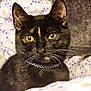 Kittifer joined the competition — help win amazing prizes! cat, tortoiseshell, yellow_eyes, collar, polka_dot, pet, feline, close_up, indoor, blanket, floral_pattern, cozy, cushion, resting, whiskers, ears, fur, animal, domestic, portrait