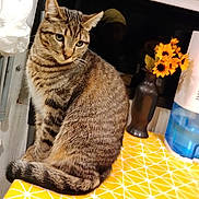 Luna joined the competition — help win amazing prizes! cat, tabby_cat, animal, pet, feline, indoor, table, tablecloth, yellow, pattern, flower_vase, sunflowers, plant, window, water_dispenser, domestic, fur, sitting, side_view, curious