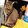 cat, tabby_cat, animal, pet, feline, indoor, table, tablecloth, yellow, pattern, flower_vase, sunflowers, plant, window, water_dispenser, domestic, fur, sitting, side_view, curious