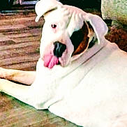 Frank joined the competition — help win amazing prizes! dog, white_dog, tongue_out, lying_down, indoor, wooden_floor, exercise_equipment, couch, pet, playful, animal, mammal, face, ears, nose, black_patch, fur, companion, domestic_animal, cute