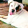 dog, white_dog, tongue_out, lying_down, indoor, wooden_floor, exercise_equipment, couch, pet, playful, animal, mammal, face, ears, nose, black_patch, fur, companion, domestic_animal, cute