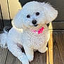 animal, bow, canine, companion, curly_fur, cute, dog, domestic_animal, fluffy, looking_up, outdoor, pet, pink_collar, portrait, shadow, sitting, small_dog, sunlight, white_dog, wooden_floor