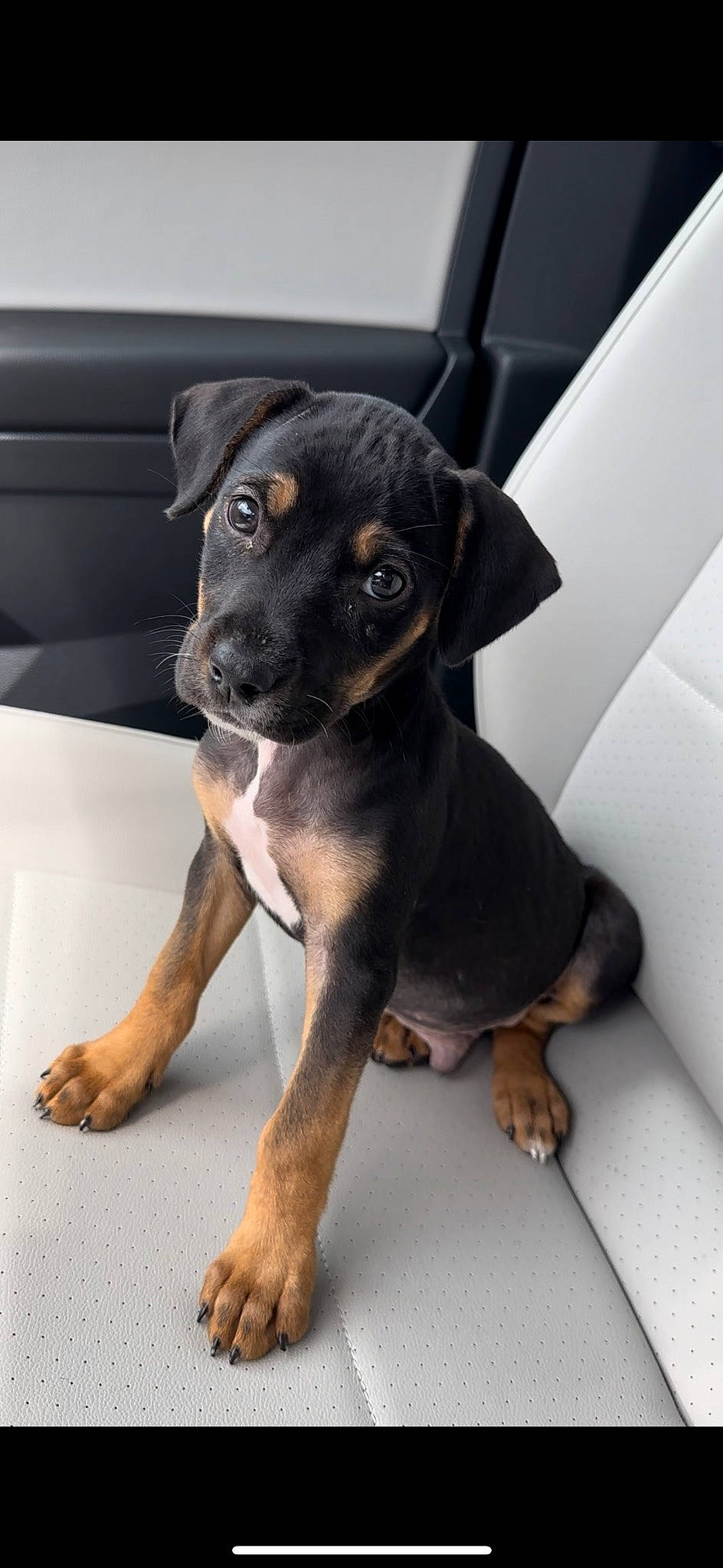 Kodak joined the competition — help win amazing prizes! canidae, carnivore, companion_dog, dog, dog_breed, fawn, foot, guard_dog, hunting_dog, paw, rottweiler, snout, sporting_group, toy_dog, whiskers, windshield, working_animal, working_dog