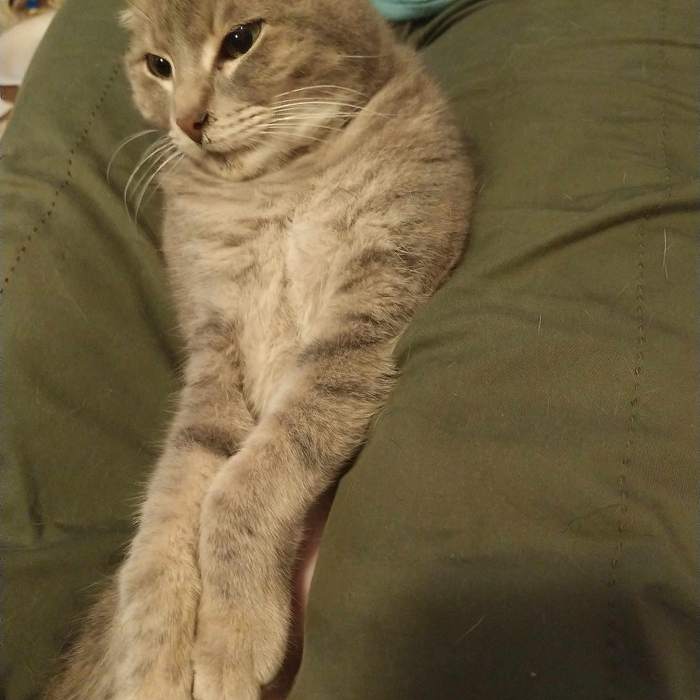 Gracie joined the competition — help win amazing prizes! animal, cat, closeup, clothing, comfort, cozy, domestic, eyes, feline, fur, gray_tabby, indoor, legs, pants, person, pet, relaxed, resting, shirt, whiskers