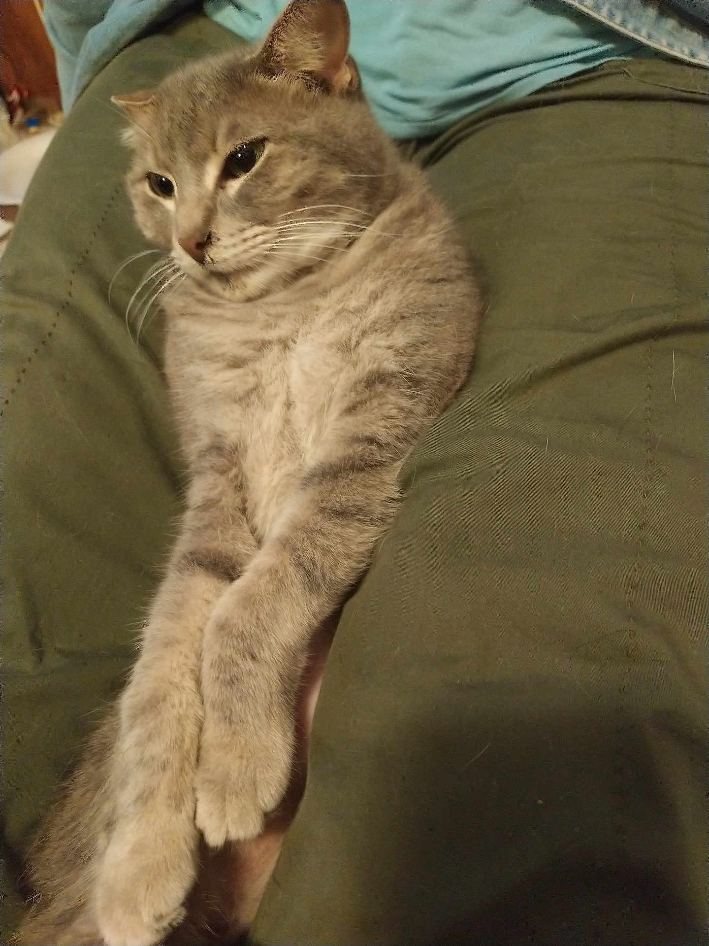 Gracie joined the competition — help win amazing prizes! cat, gray_tabby, pet, animal, feline, relaxed, indoor, person, clothing, pants, shirt, legs, fur, whiskers, eyes, comfort, cozy, resting, domestic, closeup