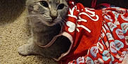 Gracie joined the competition — help win amazing prizes! cat, gray_cat, carpet, clothing, red_dress, heart_pattern, text_on_clothing, pet, indoor, cute, animal, feline, costume, fabric, closeup, resting, whiskers, ears, eyes, mammal