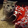 cat, gray_cat, carpet, clothing, red_dress, heart_pattern, text_on_clothing, pet, indoor, cute, animal, feline, costume, fabric, closeup, resting, whiskers, ears, eyes, mammal