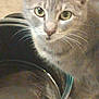 Gracie is registered to the contest to win money with this photo: cat, gray_tabby, green_eyes, close_up, metal_bowl, pet, curious, whiskers, indoor, feline, domestic_animal, animal, fur, face, looking, portrait, food_bowl, household, companion, cute