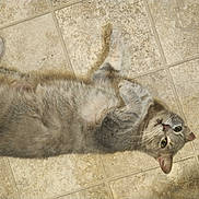 Gracie is registered to the contest to win money with this photo: cat, tabby, gray_cat, pet, lying_down, floor, tile_floor, indoor, animal, cute, fur, whiskers, ears, eyes, playful, relaxed, domestic_cat, mammal, looking_up, resting