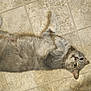 cat, tabby, gray_cat, pet, lying_down, floor, tile_floor, indoor, animal, cute, fur, whiskers, ears, eyes, playful, relaxed, domestic_cat, mammal, looking_up, resting
