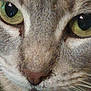 Gracie is registered to the contest to win money with this photo: cat, close_up, face, eyes, whiskers, fur, nose, animal, pet, green_eyes, texture, macro, portrait, mammal, feline, focus, detail, domestic_cat, curious, closeup
