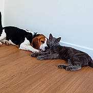 Atlas a rejoint le concours — aidez-le/la à gagner de superbes lots ! beagle, dog, cat, gray_cat, floor, wooden_floor, indoor, pet, animal, lying_down, resting, companion, friendship, tail, ears, whiskers, collar, wall, domestic, cute