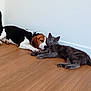 beagle, dog, cat, gray_cat, floor, wooden_floor, indoor, pet, animal, lying_down, resting, companion, friendship, tail, ears, whiskers, collar, wall, domestic, cute