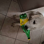 Raven participe au concours pour gagner de l'argent avec cette photo : canidae, carnivore, companion_dog, dog, dog_breed, dog_supply, fawn, floor, flooring, household_cleaning_supply, pet_supply, snout, sporting_group, sports_equipment, tail, tile, tile_flooring, volpino_italiano, whiskers, working_animal