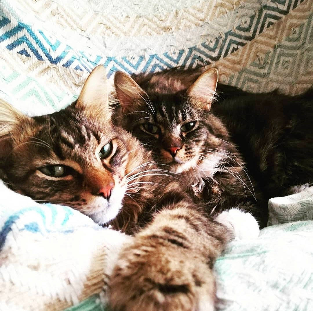 Meli a rejoint le concours — aidez-le/la à gagner de superbes lots ! carnivore, cat, claw, cloud, comfort, domestic_short_haired_cat, felidae, fur, mountain, nap, paw, sky, sleep, small_to_medium_sized_cats, square, tail, whiskers