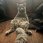 Smokey joined the competition — help win amazing prizes! cat, gray_cat, fluffy, sitting, couch, indoor, pet, tail, fur, window, daylight, relaxed, animal, feline, looking, legs, brown, fabric, clothing, household