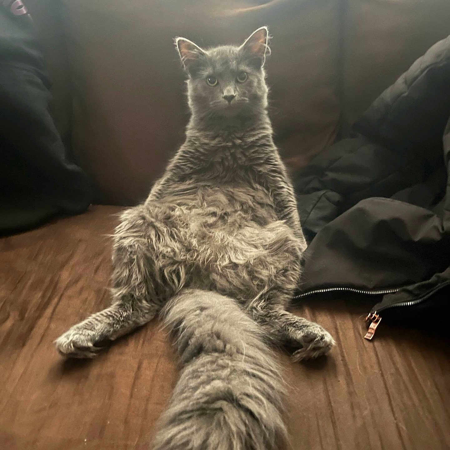 Smokey joined the competition — help win amazing prizes! animal, brown, cat, clothing, couch, daylight, fabric, feline, fluffy, fur, gray_cat, household, indoor, legs, looking, pet, relaxed, sitting, tail, window