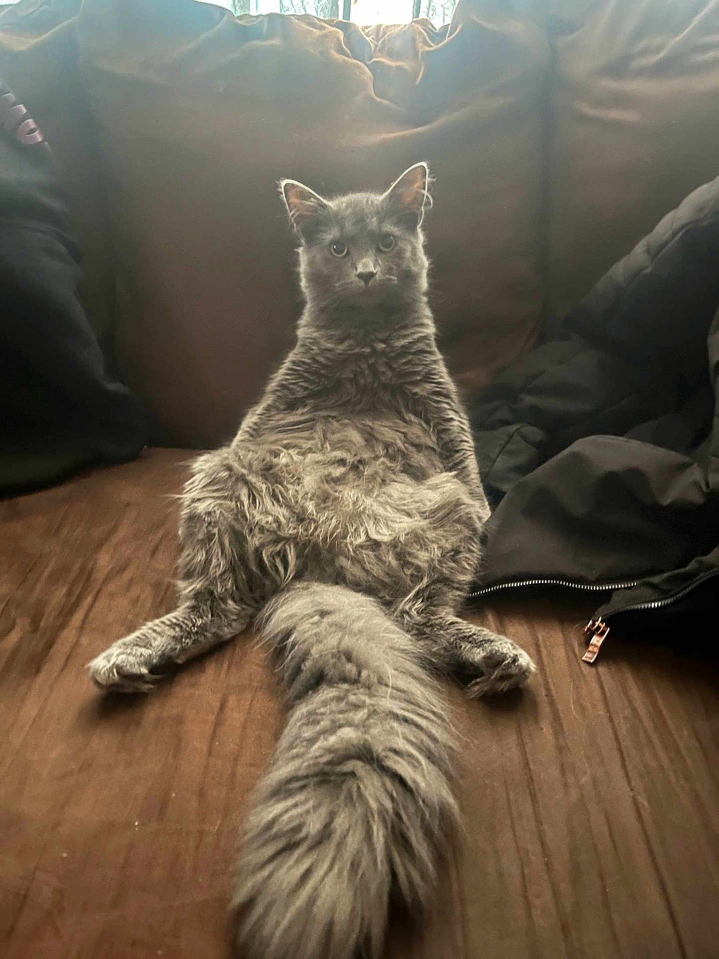 Smokey joined the competition — help win amazing prizes! cat, gray_cat, fluffy, sitting, couch, indoor, pet, tail, fur, window, daylight, relaxed, animal, feline, looking, legs, brown, fabric, clothing, household