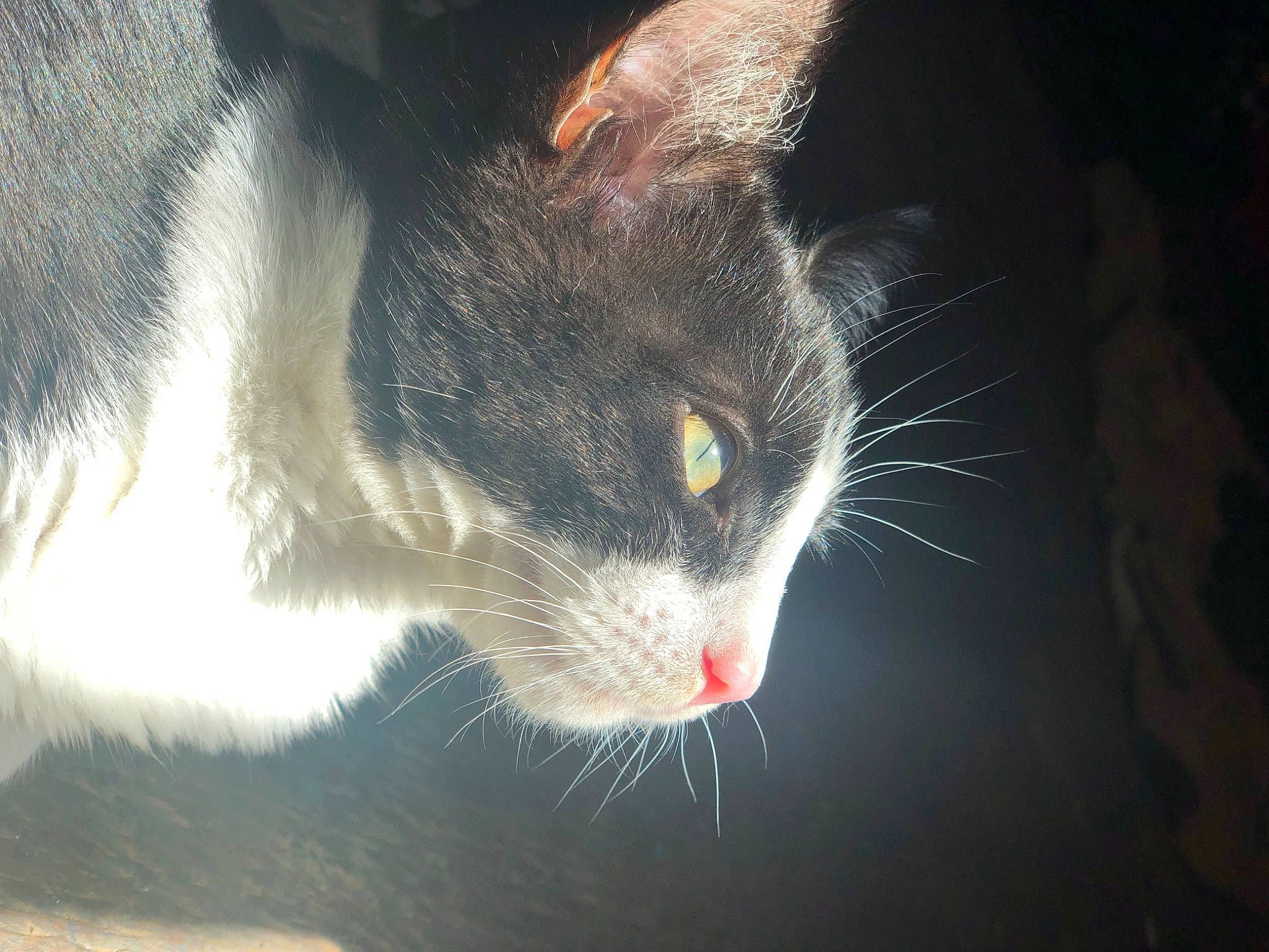 Fluffers is registered to the contest to win money with this photo: carnivore, cat, claw, darkness, domestic_short_haired_cat, felidae, fur, grass, paw, plant, small_to_medium_sized_cats, snout, tail, whiskers, wildlife, window