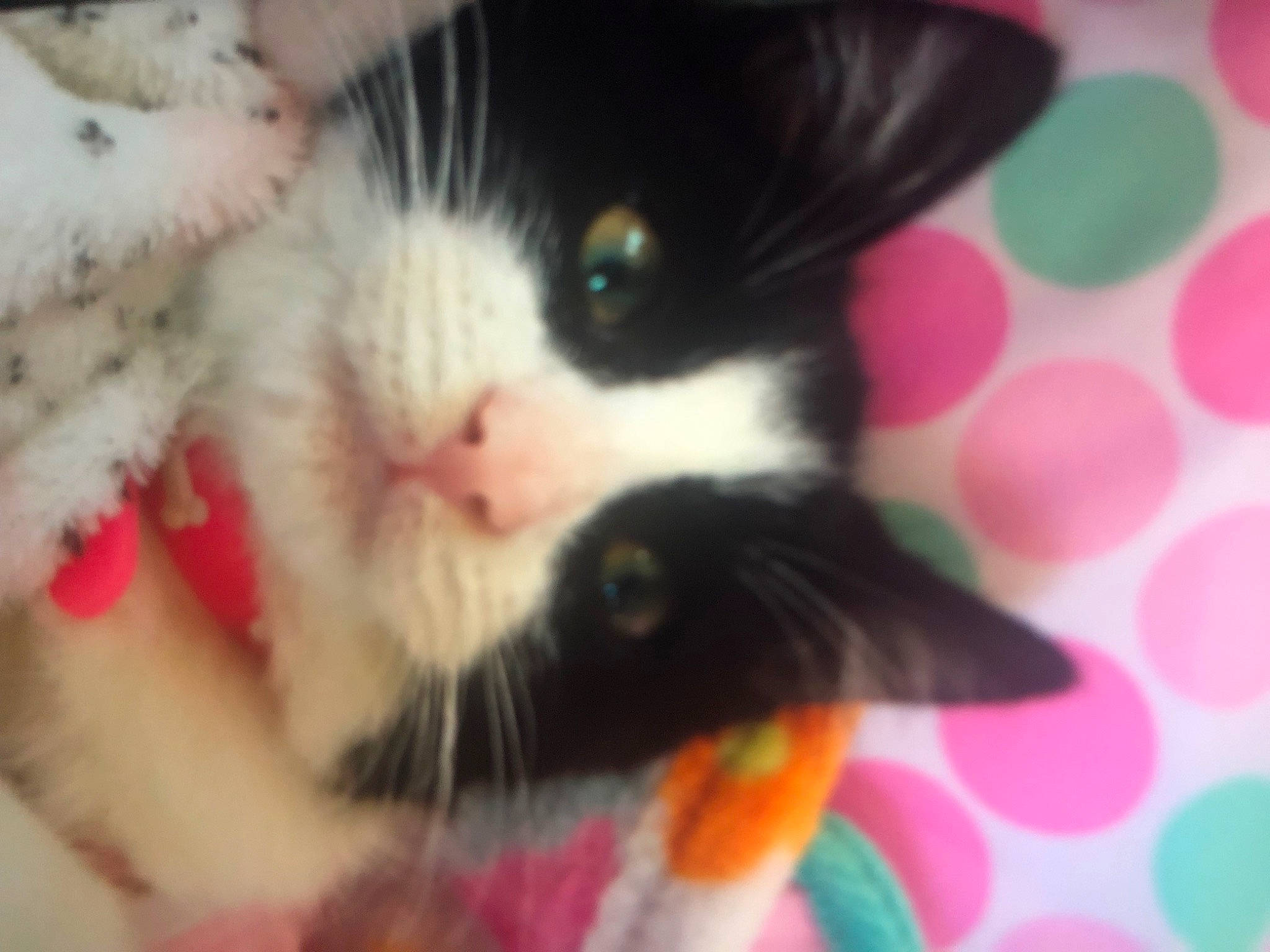 Fluffers joined the competition — help win amazing prizes! carnivore, cat, claw, close_up, domestic_short_haired_cat, felidae, foot, fur, nose, pattern, paw, small_to_medium_sized_cats, tail, whiskers