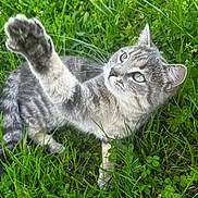 Moumoune participe au concours pour gagner de l'argent avec cette photo : cat, tabby_cat, gray_cat, green_eyes, grass, outdoor, nature, paw, whiskers, curious, feline, pet, animal, closeup, playful, summer, flora, mammal, claws, relaxed