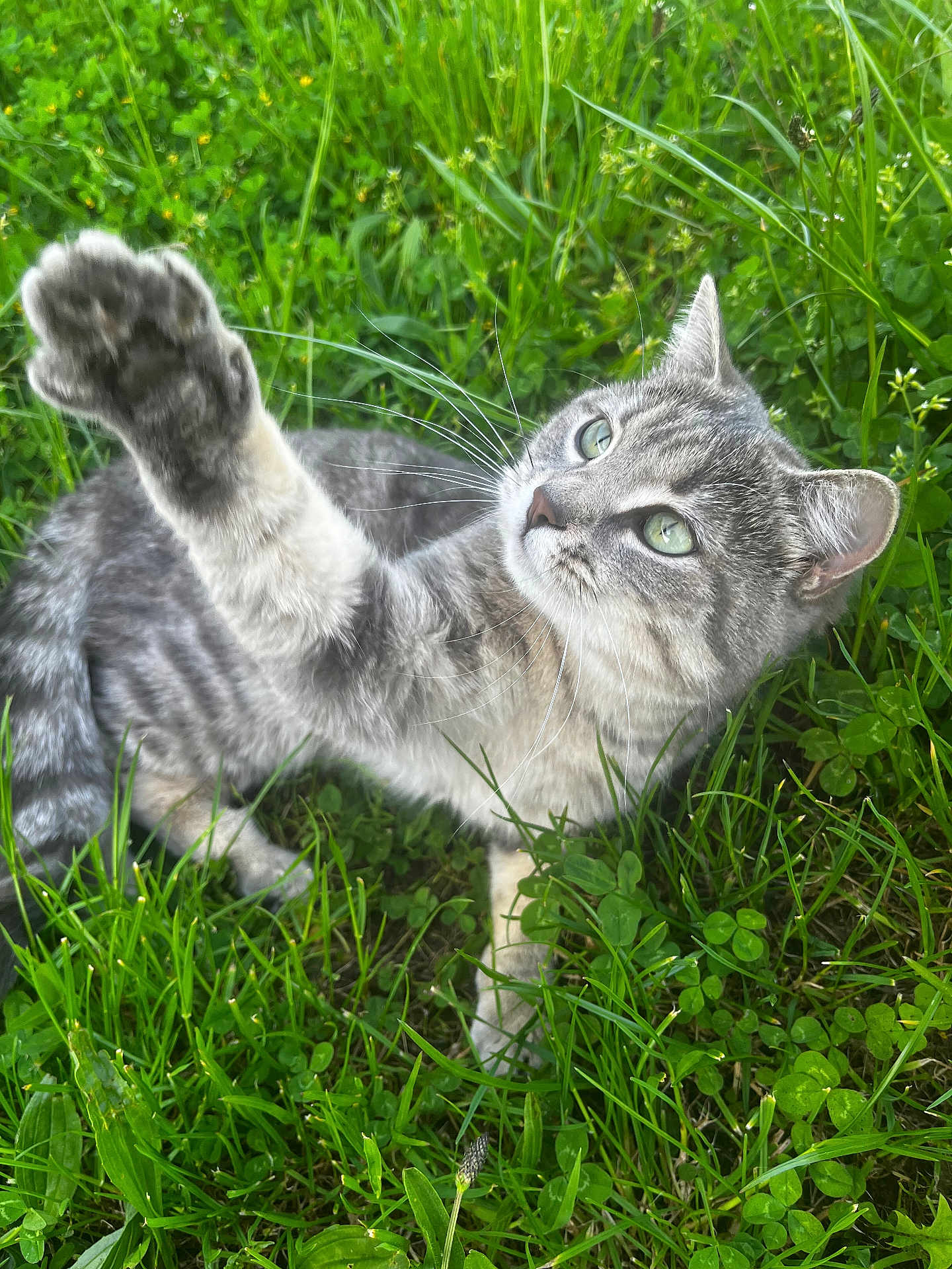 Moumoune participe au concours pour gagner de l'argent avec cette photo : cat, tabby_cat, gray_cat, green_eyes, grass, outdoor, nature, paw, whiskers, curious, feline, pet, animal, closeup, playful, summer, flora, mammal, claws, relaxed