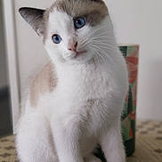 Marley a rejoint le concours — aidez-le/la à gagner de superbes lots ! abyssinian, angora, animal, cat, kitten, manx, pet, siamese, text, white