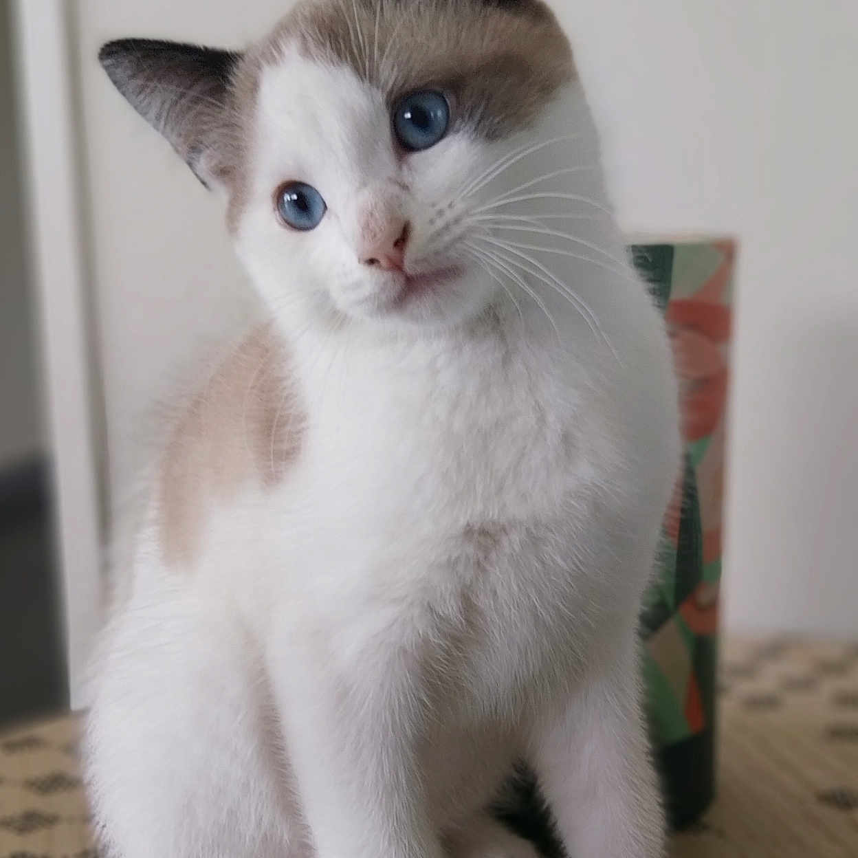 Marley a rejoint le concours — aidez-le/la à gagner de superbes lots ! abyssinian, angora, animal, cat, kitten, manx, pet, siamese, text, white