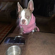 Natasha is registered to the contest to win money with this photo: brown_fur, couch, dog, flash_photography, front_facing, funny, furniture, home, indoors, large_ears, living_room, pet, pink_sweater, portrait, puppy, sitting, smartphone, table, water_bowl, white_markings