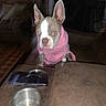 brown_fur, couch, dog, flash_photography, front_facing, funny, furniture, home, indoors, large_ears, living_room, pet, pink_sweater, portrait, puppy, sitting, smartphone, table, water_bowl, white_markings