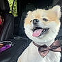 dog, pomeranian, pet, bow_tie, tongue_out, car_interior, leather_seat, window, happy, smiling, fur, close_up, collar, passenger, travel, road_trip, front_seat, canine, accessory, portrait