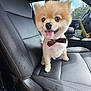 Ziggy joined the competition — help win amazing prizes! dog, pomeranian, small_dog, bow_tie, car_interior, leather_seat, passenger_seat, tongue_out, happy, pet, closeup, furry, eyes, nose, paws, steering_wheel, drink_cup, window, outdoors, travel