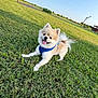 Ziggy is registered to the contest to win money with this photo: dog, pomeranian, pet, grass, blue_harness, leash, tongue_out, happy, smiling, outdoor, park, people, walking, sky, sunlight, greenery, landscape, small_dog, fluffy, portrait