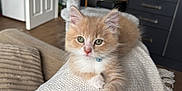Barley is registered to the contest to win money with this photo: kitten, cat, orange_cat, white_cat, cat_tree, blanket, living_room, kitchen, furniture, floor, door, couch, indoor, pet, fur, animal, cute, relaxing, domestic, home