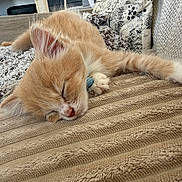 Barley is registered to the contest to win money with this photo: kitten, sleeping, orange_cat, white_paw, blanket, texture, cozy, indoor, pet, fur, closeup, resting, cute, animal, soft, comfort, nap, feline, collar, couch
